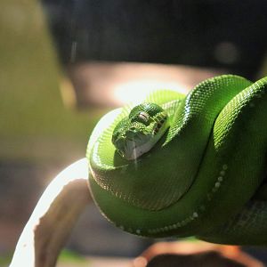 Green Tree Python (Morelia viridis)