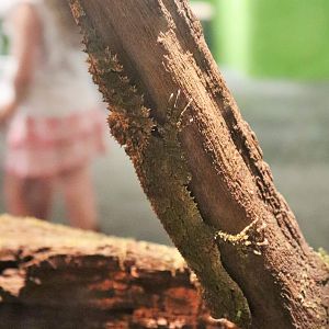 Southern Leaf-tailed Gecko (Saltuarius swaini)