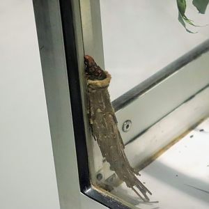 Saunder's Case Moth (Metura elongatus)