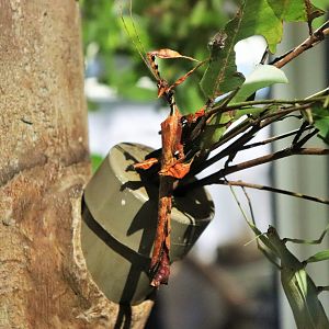 Spiny Leaf Insect (Extatosoma tiaratum)