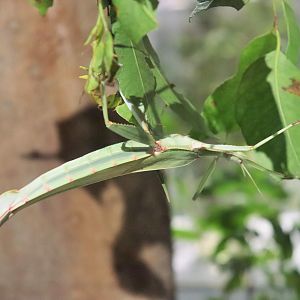 Children's Stick Insect (Tropidoderus childrenii)