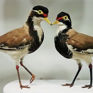 Banded Lapwing (Vanellus tricolor)