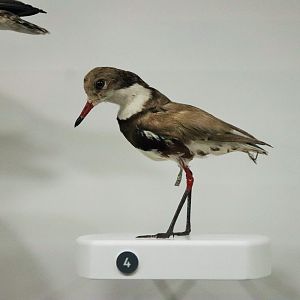 Red-kneed Dotterel (Erythrogonys cinctus)