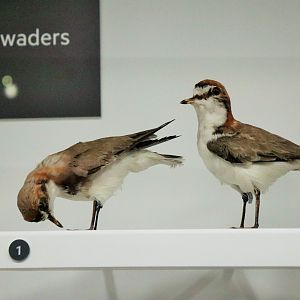 Red-capped Dotterel (Charadrius ruficapillus)