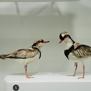 Black-fronted Dotterel (Elseyornis melanops)