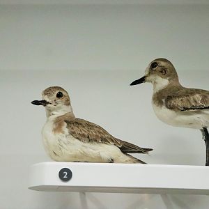 Greater Sand Plover ( Charadrius leschenaultii)