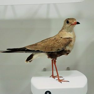 Australian Pratincole (Stiltia isabella)