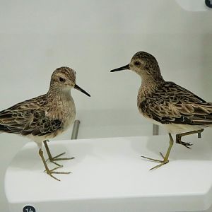 Sharp-tailed Sandpiper (Calidris acuminata)
