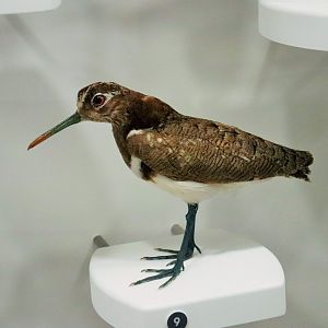 Australian Painted Snipe (Rostratula australis)