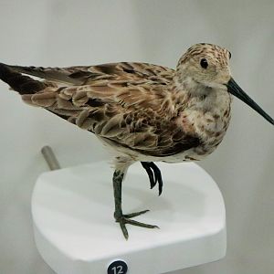 Great Knot (Calidris tenuirostris)
