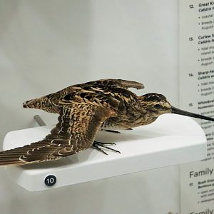 Latham's Snipe (Gallinago hardwickii)
