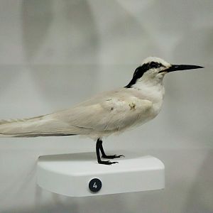 Black-naped Tern (Sterna sumatrana)