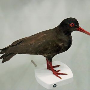 Sooty Oystercatcher (Haematopus fuliginosus)
