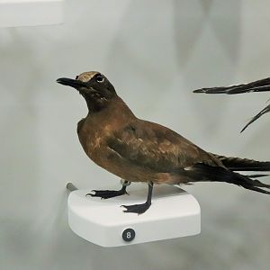Common Noddy (Anous stolidus)