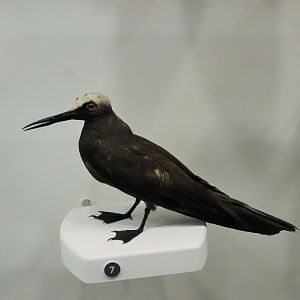 Black Noddy (Anous minutus)