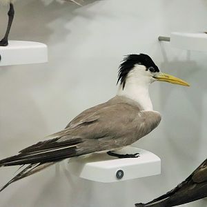 Crested Tern (Thalasseus bergii)