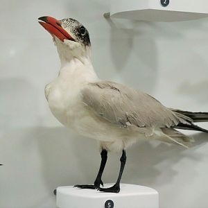 Caspian Tern (Hydroprogne caspia)