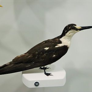 Sooty Tern (Onychoprion fuscatus)