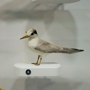 Little Tern (Sternula albifrons)