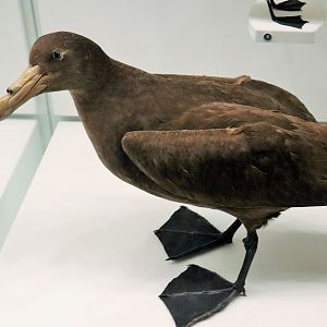Southern Giant Petrel (Macronectes giganteus)