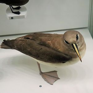 Grey-headed Albatross (Thalassarche chrysostoma)