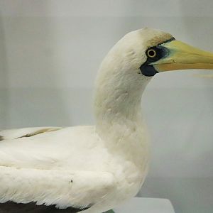 Masked Booby (Sula dactylatra)