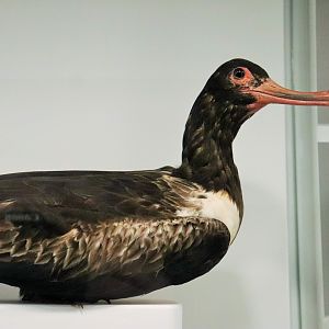 Lesser Frigatebird (Fregata ariel)