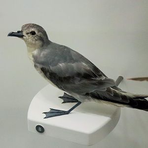 Fairy Prion (Pachyptila turtur)