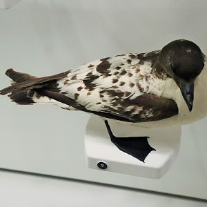 Cape Petrel (Daption capense)