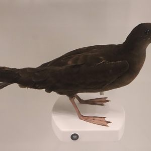Wedge-tailed Shearwater (Ardenna pacifica)