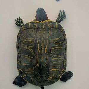 Red-eared Slider (Trachemys scripta elegans)