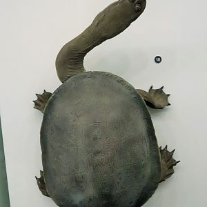 Broad-shelled Turtle (Chelodina expansa)