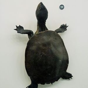 Saw-shelled turtle. (Wollumbinia latisternum)