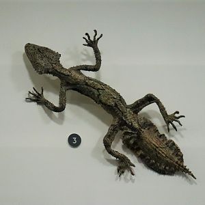 Rough-throated Leaf-tailed Gecko (Saltuarius salebrosus)