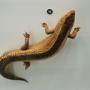 Yakka Skink (Egernia rugosa)