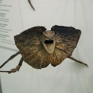 Frilled Dragon (Chlamydosaurus kingii)
