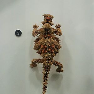 Thorny Devil ( Moloch horridus)