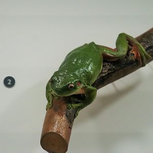 Green Tree Frog (Litoria caerulea)