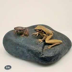 Stoney-Creek Frog (Litoria wilcoxii)