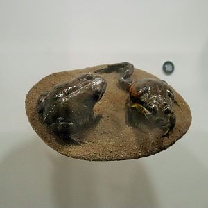 Scarlet-sided Pobblebonk (Limnodynastes terraereginae)