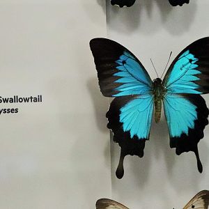 Ulysses Butterfly (Papilio ulysses)
