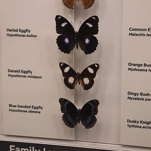 Eggfly Butterflies