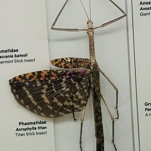 Titan Stick Insect (Acrophylla titan)