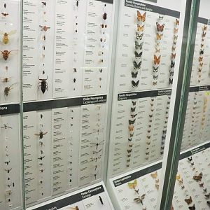 Insect Display