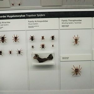 Trapdoor Spiders