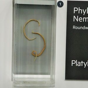 Roundworm (Ophidascaris robertsi)