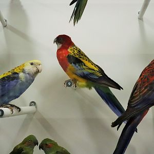 Rosellas