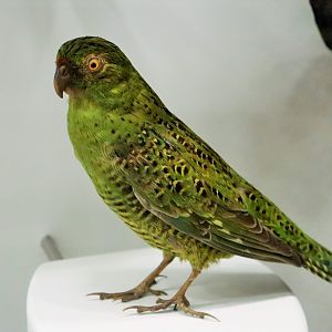 Eastern Ground Parrot (Pezoporus wallicus)