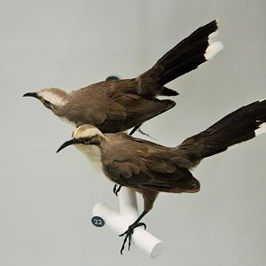 Grey-crowned Babbler (Pomatostomus temporalis)