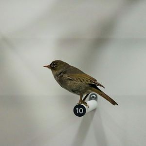 Silvereye (Zosterops lateralis)